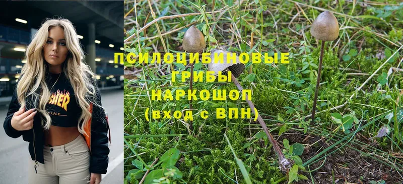 Псилоцибиновые грибы Magic Shrooms  купить наркотик  Закаменск 